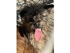 Harry, Schnauzer (miniature) For Adoption In Wildomar, California