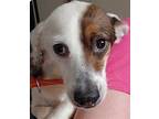 Chuck, Terrier (unknown Type, Medium) For Adoption In Warrenton, Missouri