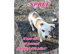 Spree, American Pit Bull Terrier For Adoption In Locust Grove, Virginia