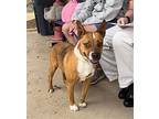 Twinkie, Terrier (unknown Type, Medium) For Adoption In Weatherford, Texas