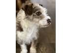 Coffee, Jack Russell Terrier For Adoption In Wildomar, California