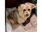 Athena, Silky Terrier For Adoption In Oakland, California