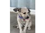 Sammy, Jack Russell Terrier For Adoption In Wildomar, California