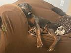 Beowulf, Doberman Pinscher For Adoption In Albuquerque, New Mexico