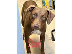 Sari, Labrador Retriever For Adoption In St. Francisville, Louisiana