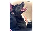 Lana (dog), American Pit Bull Terrier For Adoption In St.