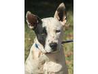 Puppy Willy, Bull Terrier For Adoption In Norman, Oklahoma