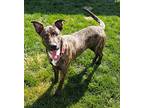Rossi, American Pit Bull Terrier For Adoption In Fresno, California