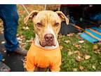 Branson Pup - Bubba, Terrier (unknown Type, Medium) For Adoption In Warrenton