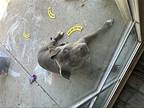 Nova, American Pit Bull Terrier For Adoption In San Diego, California