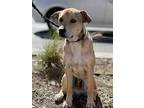 Dusty, Labrador Retriever For Adoption In Wildomar, California