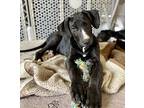 Phoebe, Labrador Retriever For Adoption In Wildomar, California