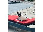 Jax, Rat Terrier For Adoption In Plantation, Florida