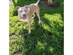 Luca, American Pit Bull Terrier For Adoption In Fresno, California