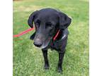 Oliver, Labrador Retriever For Adoption In San Diego, California