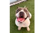Fiona, American Staffordshire Terrier For Adoption In Ft. Lauderdale, Florida