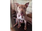 Peaches, American Pit Bull Terrier For Adoption In St. Francisville, Louisiana