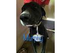 Murphy, Labrador Retriever For Adoption In St. Francisville, Louisiana