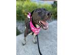 Calliope, Labrador Retriever For Adoption In Lynnwood, Washington