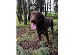 Cooper, Labrador Retriever For Adoption In Lynnwood, Washington