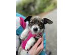 Pippa, Terrier (unknown Type, Small) For Adoption In Lynnwood, Washington