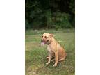 Nile, American Pit Bull Terrier For Adoption In St. Francisville, Louisiana