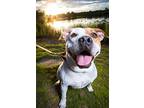 Gwinnie, American Pit Bull Terrier For Adoption In Fort Lupton, Colorado