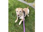Molly, Labrador Retriever For Adoption In Lynnwood, Washington