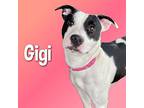 Gigi, American Pit Bull Terrier For Adoption In Cortland, New York