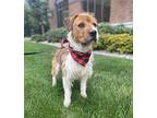 Rusty, Terrier (unknown Type, Medium) For Adoption In Lynnwood, Washington