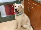 Adopt KHALEESI a Labrador Retriever