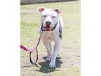 Cooper, American Staffordshire Terrier For Adoption In Ft. Lauderdale, Florida