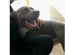 Laurel, American Pit Bull Terrier For Adoption In St. Francisville, Louisiana