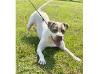 Jed, American Pit Bull Terrier For Adoption In St. Francisville, Louisiana