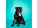 Scraggles, Labrador Retriever For Adoption In Ft. Lauderdale, Florida