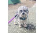 Junior, Terrier (unknown Type, Small) For Adoption In Lynnwood, Washington