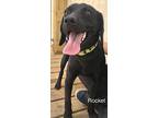 Rocket, Labrador Retriever For Adoption In St. Francisville, Louisiana