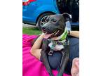Jerry, American Pit Bull Terrier For Adoption In Ferndale, Michigan