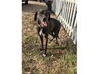 Max, Labrador Retriever For Adoption In St. Francisville, Louisiana