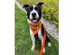 Rex, Terrier (unknown Type, Medium) For Adoption In Lynnwood, Washington