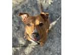 Cynthia, American Pit Bull Terrier For Adoption In Ferndale, Michigan