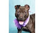 Alicia, American Pit Bull Terrier For Adoption In Ferndale, Michigan
