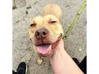 Meg, American Pit Bull Terrier For Adoption In Ferndale, Michigan