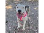 Grace, Staffordshire Bull Terrier For Adoption In San Diego, California