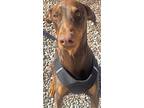 Canelo, Doberman Pinscher For Adoption In Albuquerque, New Mexico