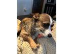 Persia, Terrier (unknown Type, Small) For Adoption In Lynnwood, Washington