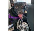 Hattie, American Pit Bull Terrier For Adoption In Ferndale, Michigan