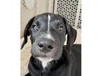 Gunther, Labrador Retriever For Adoption In Wildomar, California