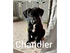 Chandler, Labrador Retriever For Adoption In Wildomar, California