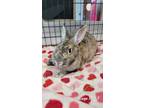 Adopt A2126733 a Angora Rabbit